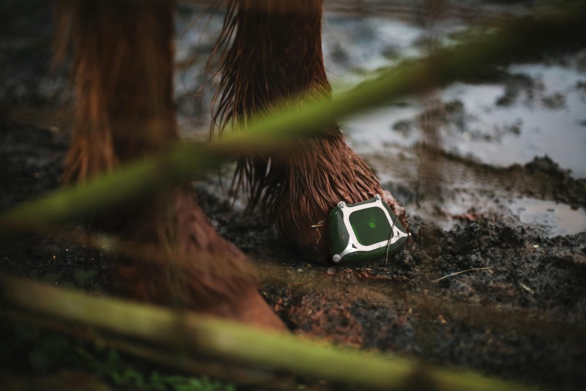Laminitis research device